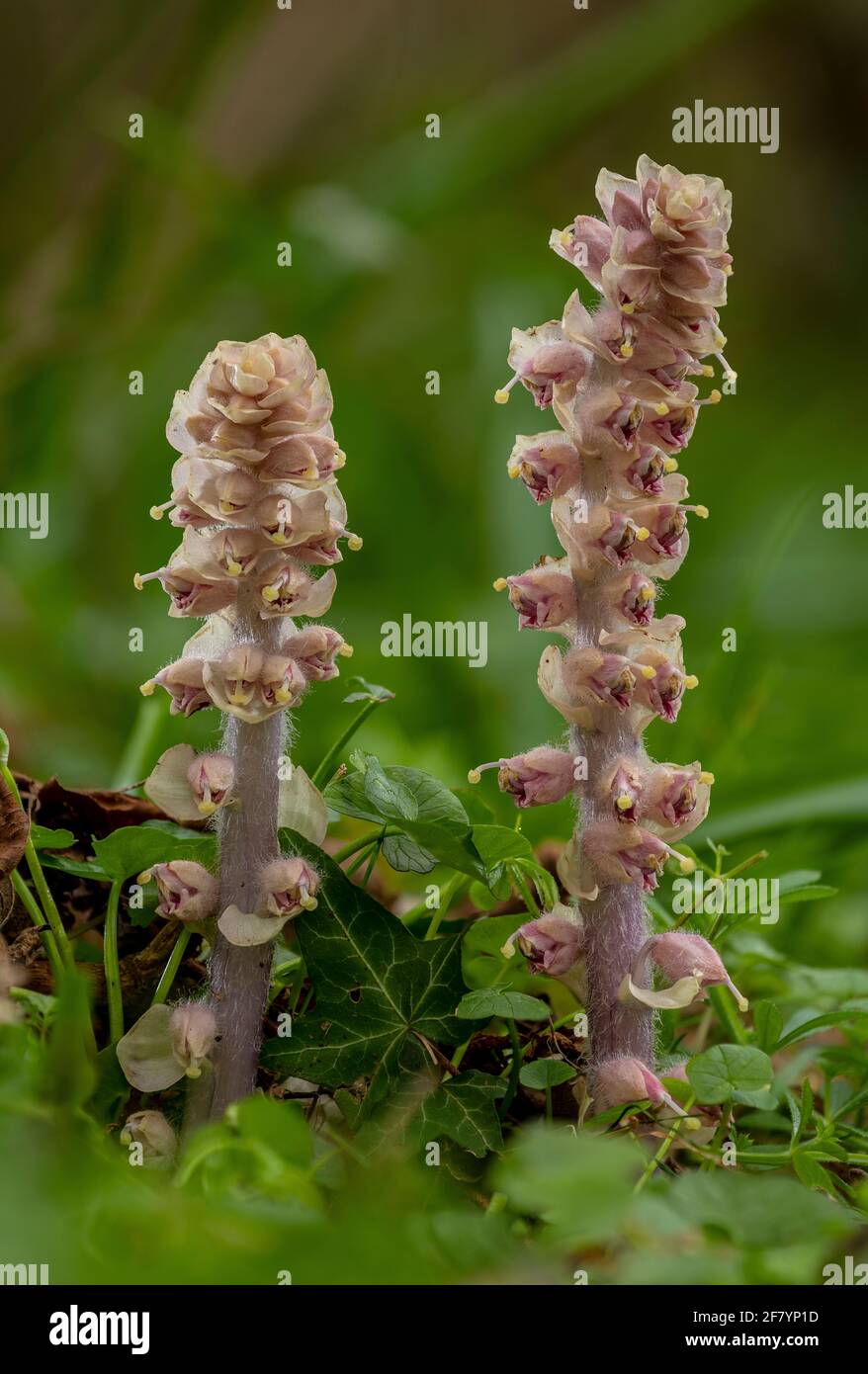 Toothwort, Lathraea squamaria, in flower in spring. Parasite on the roots of Hazel (and Field Maple) Stock Photo