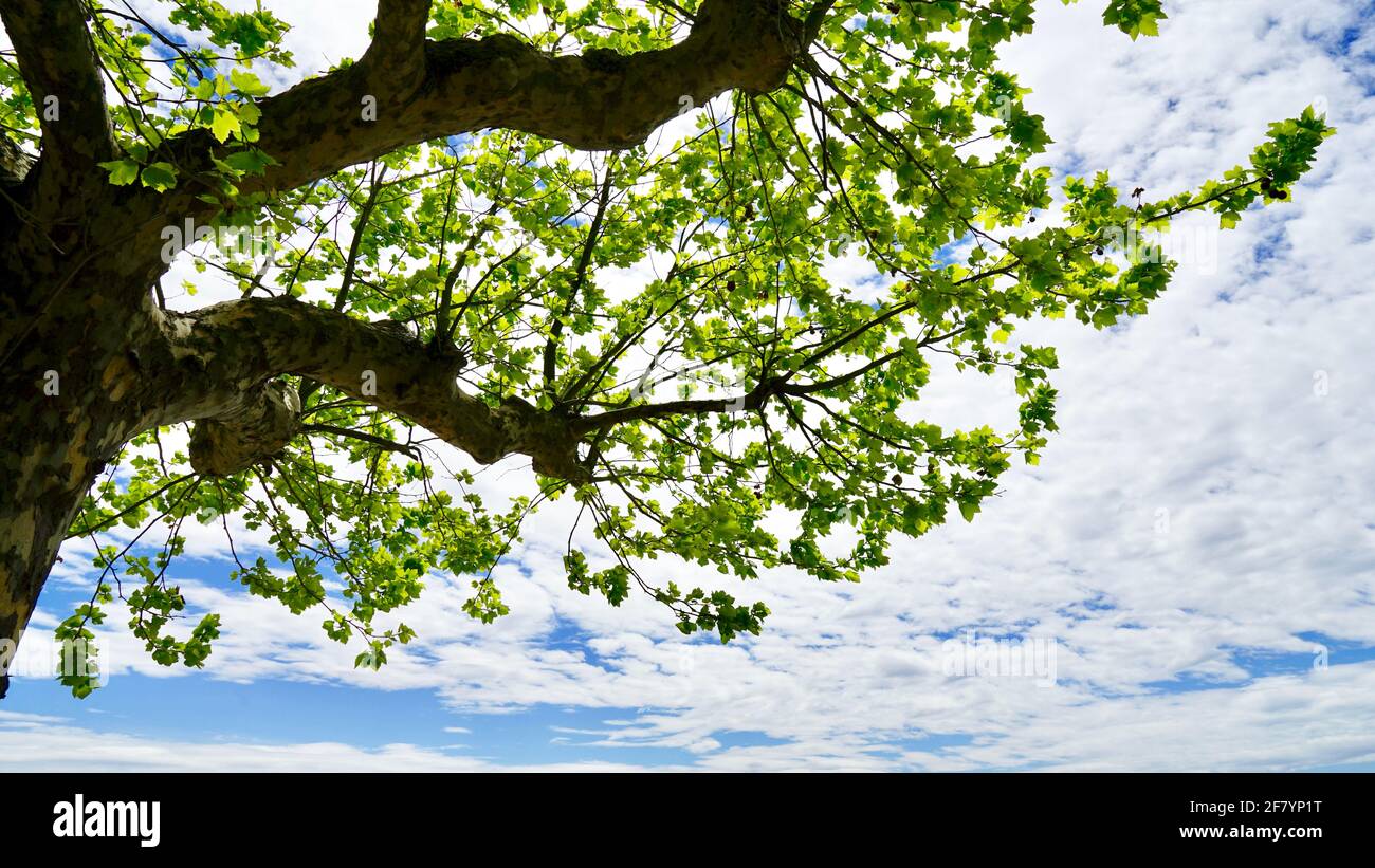 Firmiana simplex tree branch with green leavs under cloudy sky. Stock Photo
