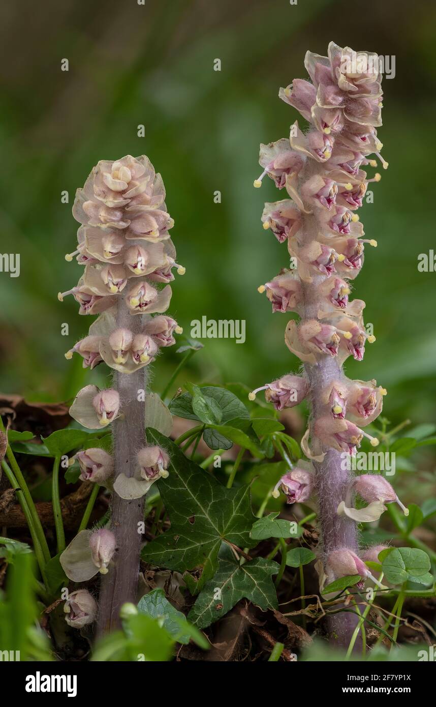 Toothwort, Lathraea squamaria, in flower in spring. Parasite on the roots of Hazel (and Field Maple) Stock Photo