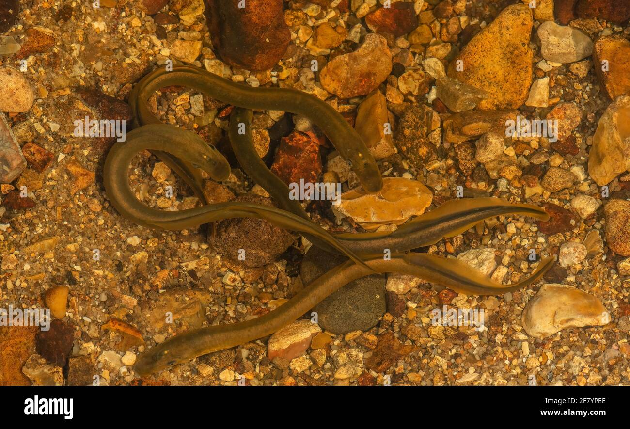 Brook lamprey, Lampetra planeri, gathering of adults in the breeding season. New Forest stream. Stock Photo