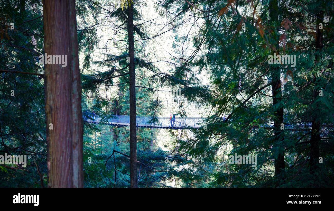 The sky bridge made of wood surrounded by tall trees, in Capilano Suspension Bridge Park of Canada. Stock Photo