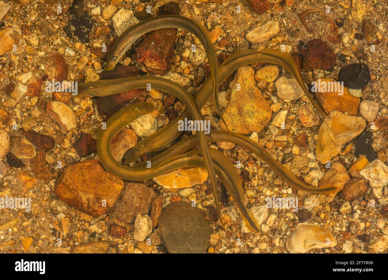 Brook lamprey, Lampetra planeri, gathering of adults in the breeding season. New Forest stream. Stock Photo