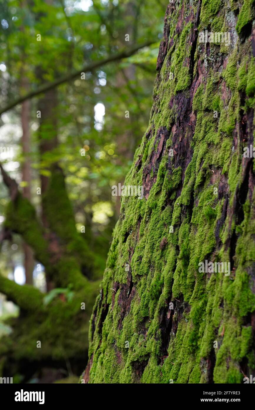 Green mosses growing on huge tree trunck in Capilano Suspension Bridge Park of Canada. Stock Photo