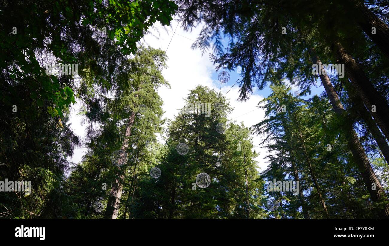 Tall and green trees in Capilano Suspension Bridge Park of Canada. Stock Photo
