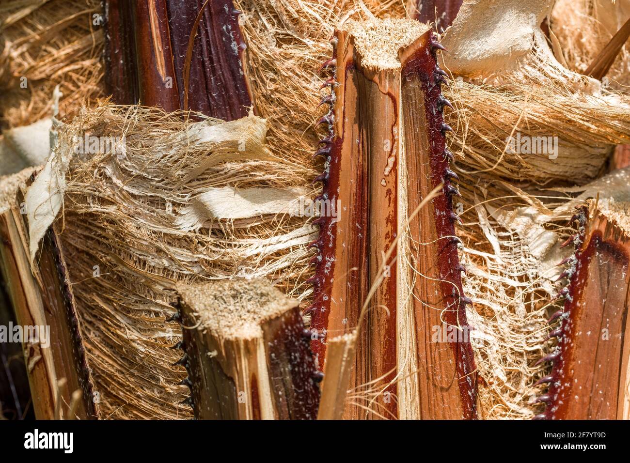 Old palm tree bark. Stock Photo