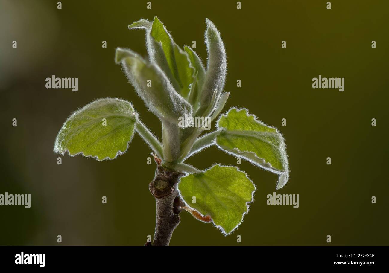 Aspen tree hi-res stock photography and images - Alamy
