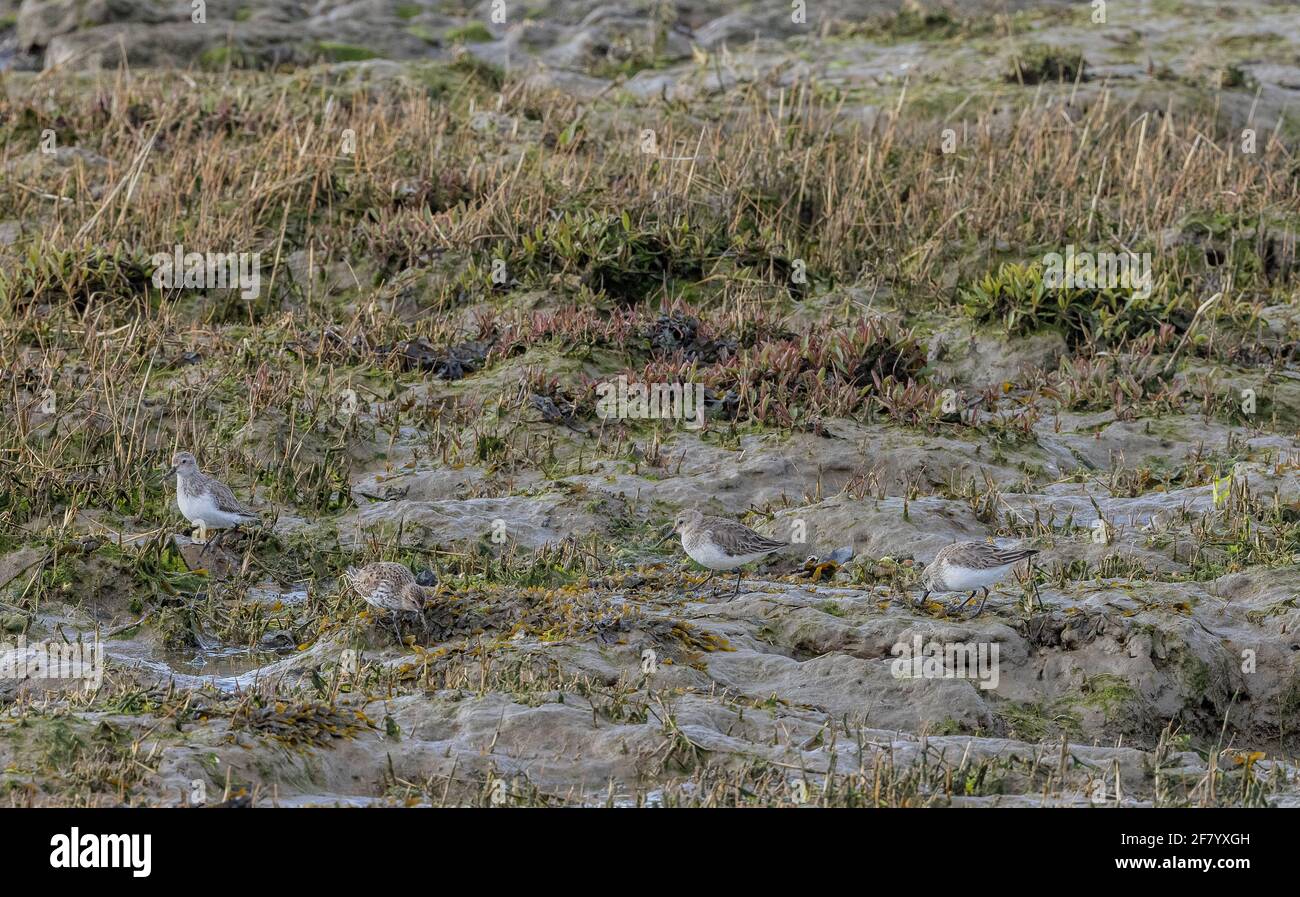 Group of Dunlin, Calidris alpina, on eroding saltmarsh edge, Keyhaven, Hampshire. Stock Photo