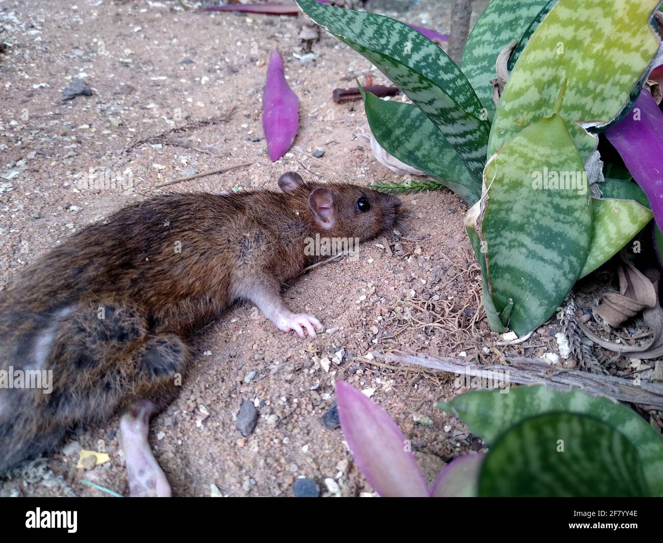 salvador, bahia, brazil - december 27, 2020: rat is seen in a garden in ...