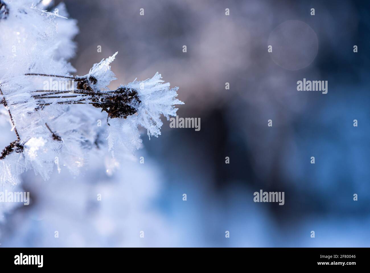hoar frost on a dry wild flowers Stock Photo