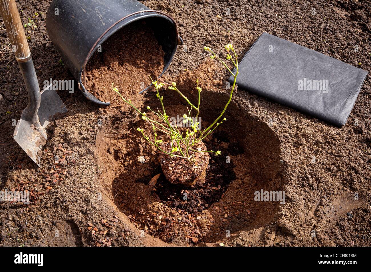 Planting blueberry bush( Vaccinium corymbosum) at home garden. Digging