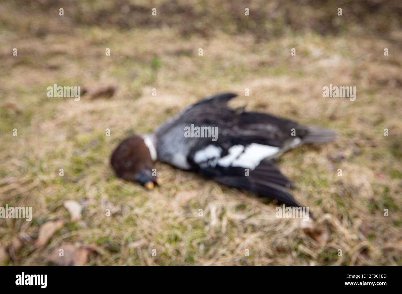 On purpose blurred picture of dead wild bird Common goldeneye, avian influenza known as bird flu concept. (In real life it had flying accident). Stock Photo