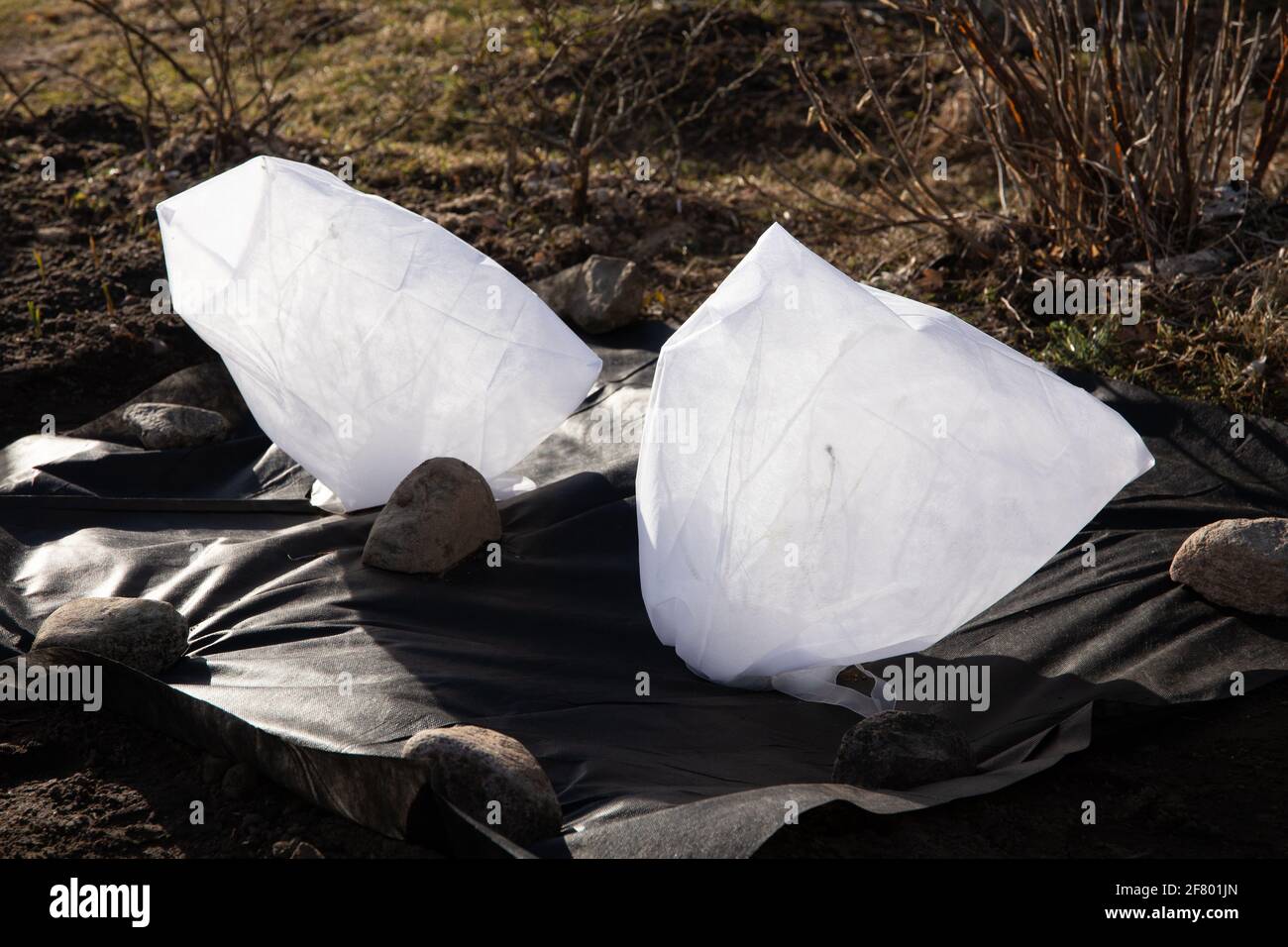 Covering blueberry bushes in winter and spring with white protective