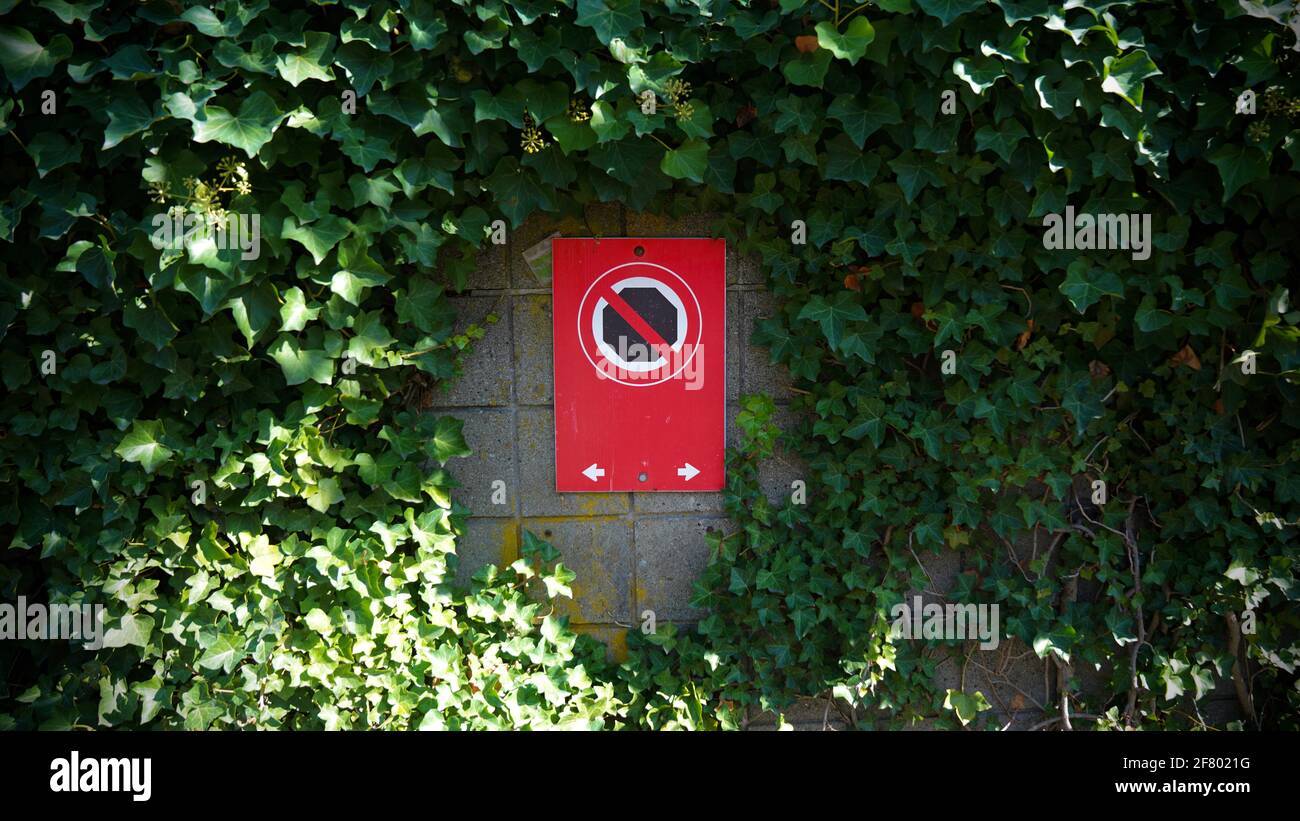 A no parking road sign on a wall full of Hedera Helix ivy with green leaves, nearby markt of Granville Island in Vancouver, Canada. Stock Photo