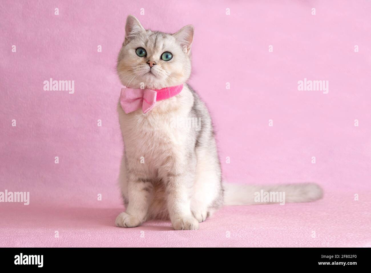 Adorable blue-eyed white british cat wearing shirt and bow tie Stock Photo