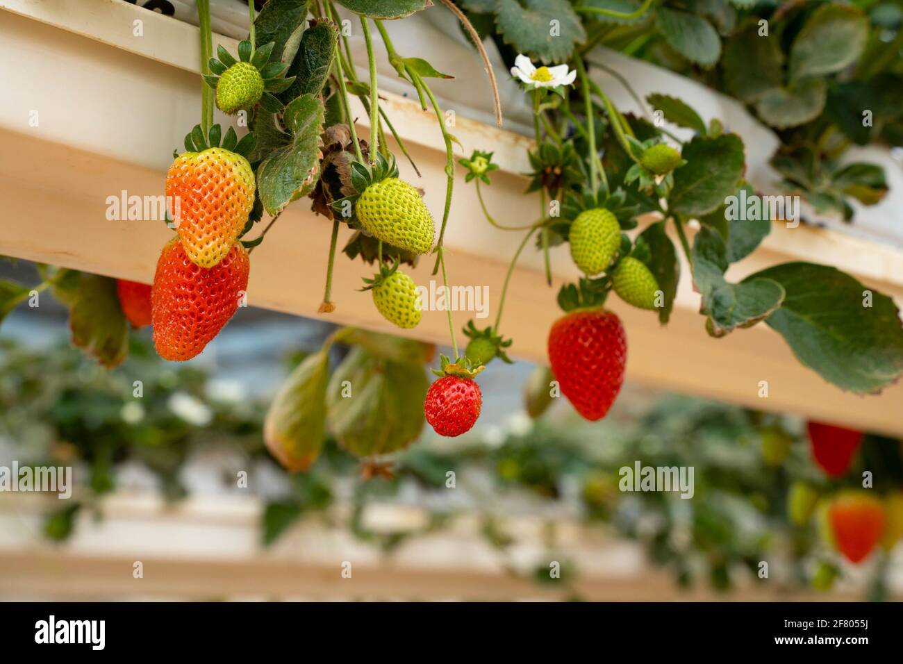 Hydroponically grown strawberries in an agricultural farm in southern