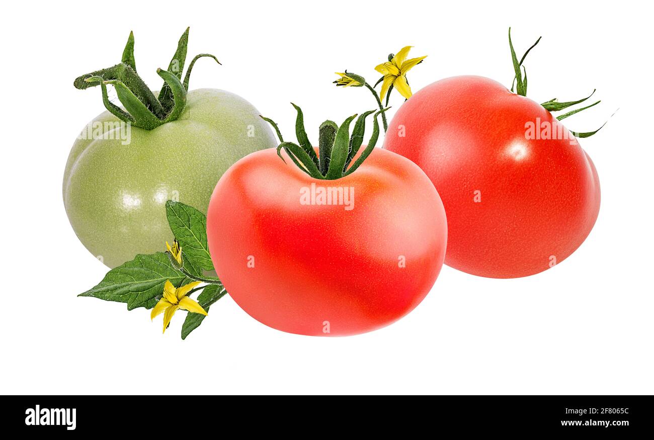 tomato isolated on white background Stock Photo - Alamy
