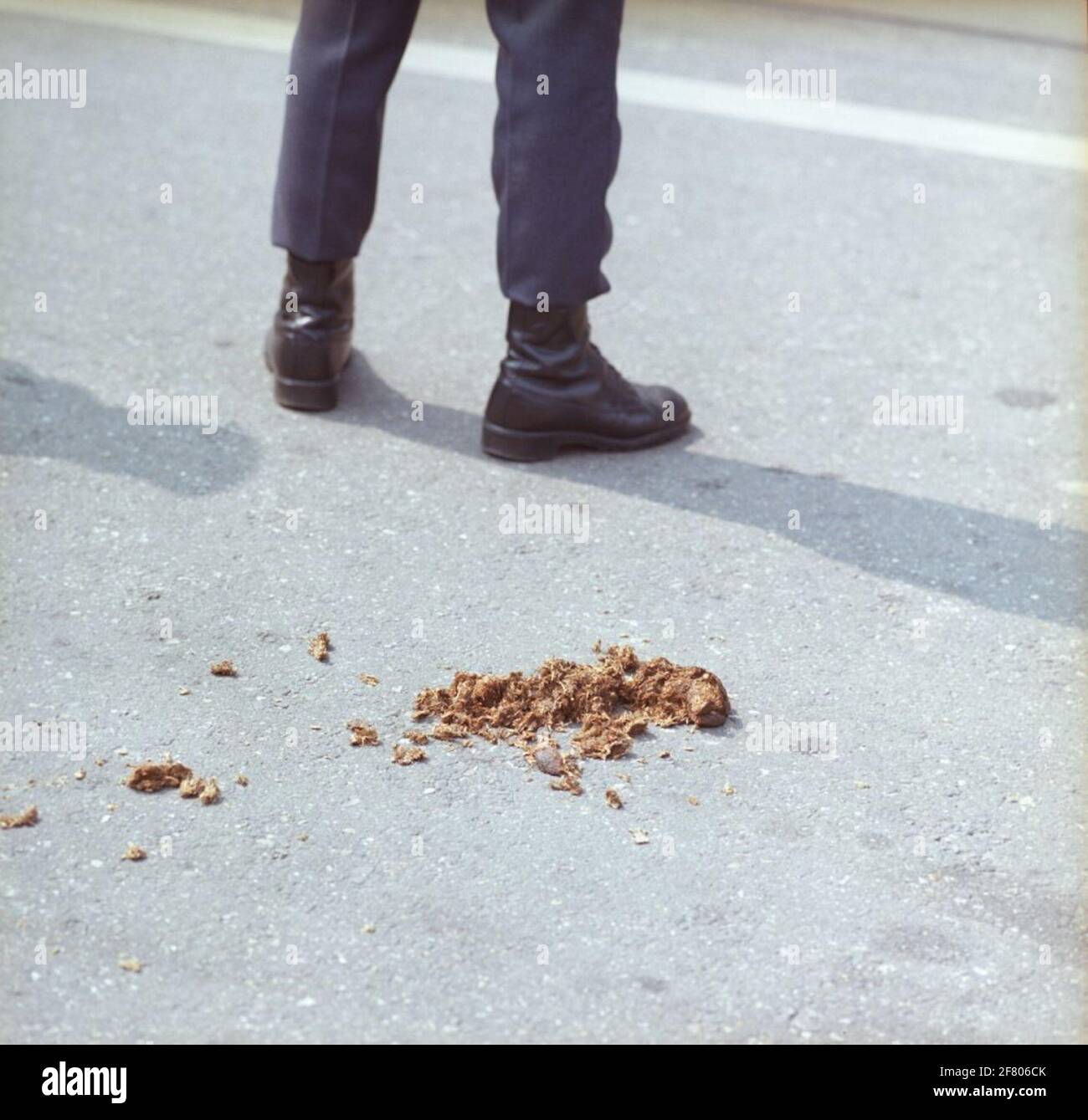 Horse envoys on the pavement of Dam Square in Amsterdam Stock Photo Alamy