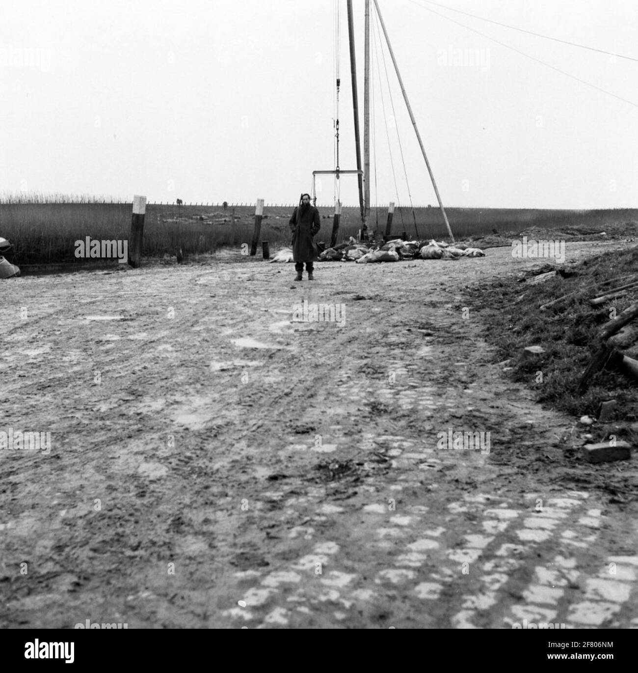 Water disaster 1953. A Dutch soldier at post at a gathering place of drowned cattle. Stock Photo