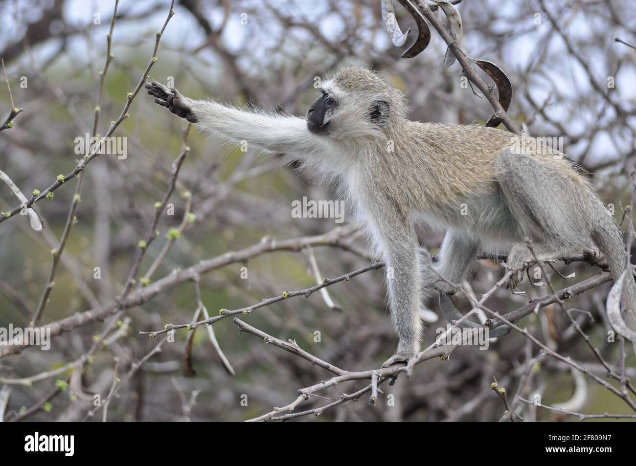 Closeup shot of a vervet monkey (Chlorocebus pygerythrus) reaching for ...