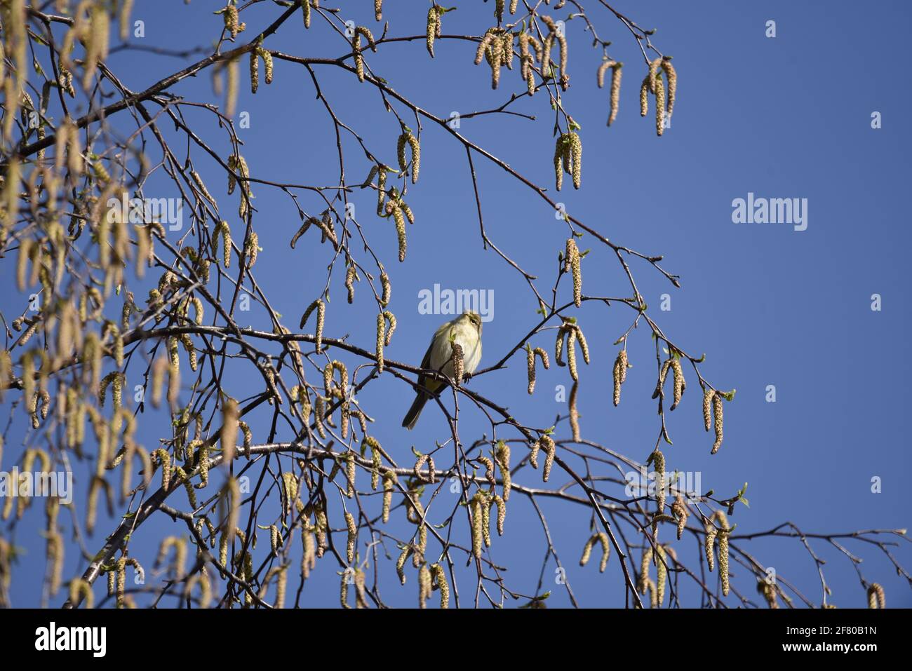 Common Chiffchaff (Phylloscopus collybita) On Cannock Chase Forest in the Spring, Perched Among Silver Birch Catkins Stock Photo