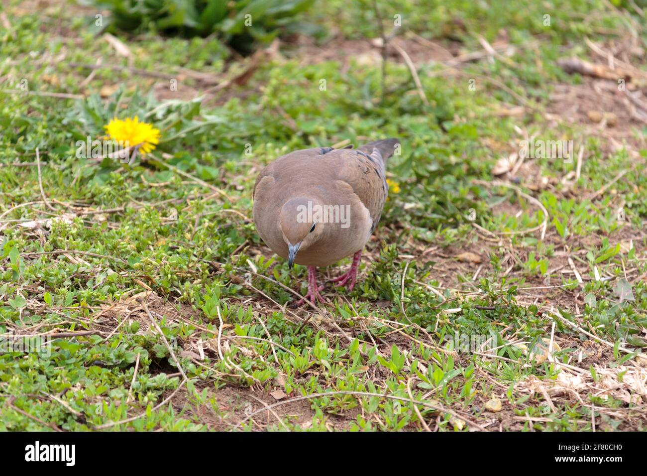 a female mourning dove scavenging for food in the grass looking directly at the camera, in early Spring Stock Photo