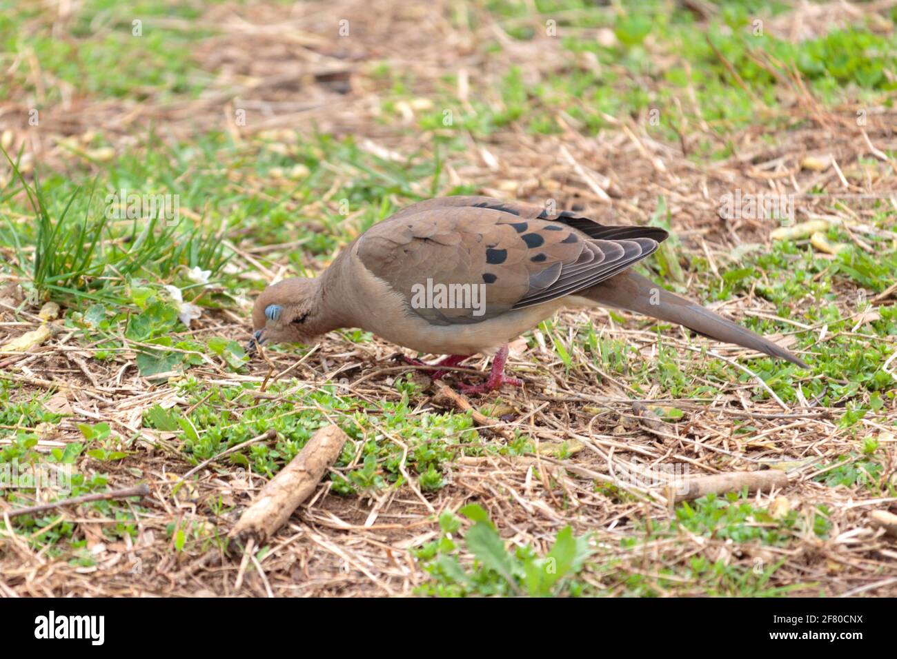 a female mourning dove scavenging for food in the grass with her beak pecking the ground, her eyes closed show the blue eyelids, in early Spring Stock Photo