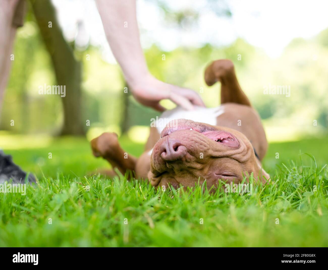 A red and white Pit Bull Terrier mixed breed dog lying upside down in the grass as a person rubs its belly Stock Photo