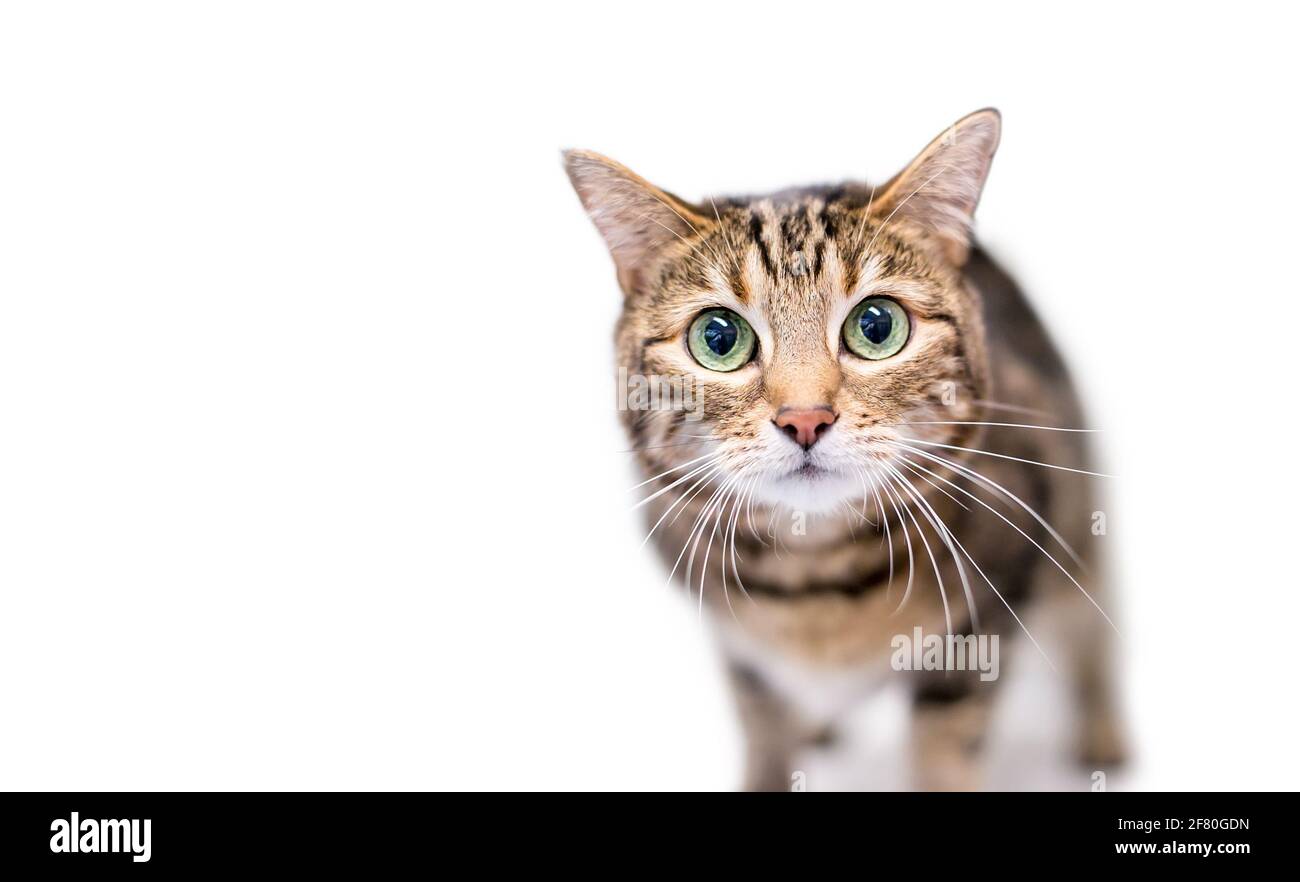 A brown tabby shorthair cat staring with large green eyes and dilated pupils Stock Photo