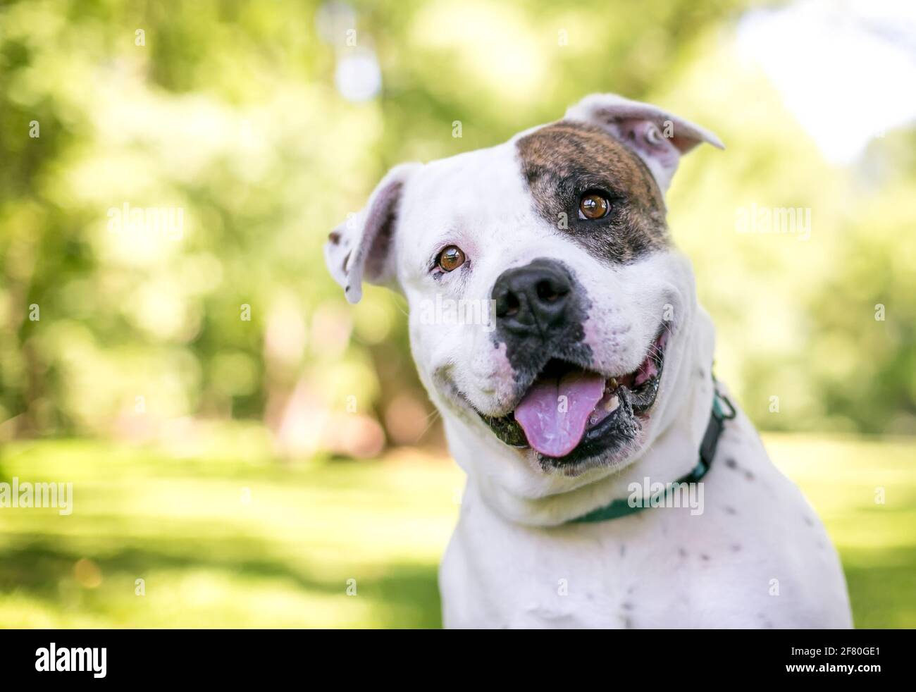 A brindle and white American Bulldog mixed breed dog looking at the camera with a head tilt Stock Photo