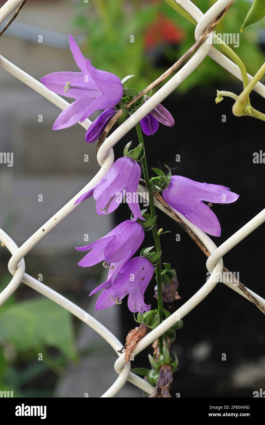 Creeping Bellflower and invasive weed on a fence Stock Photo
