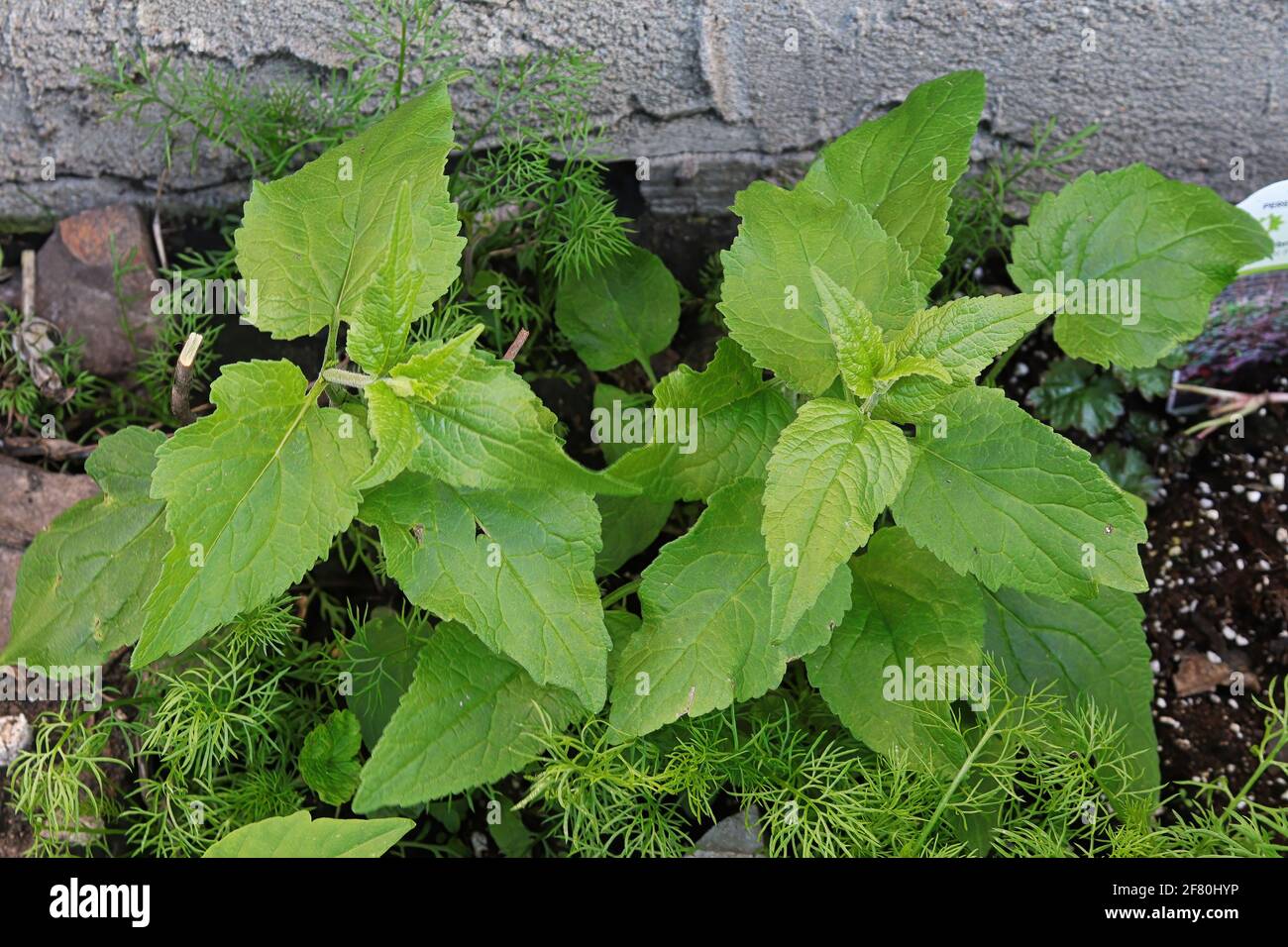 Leaves of the creeping belldflower, an invasive weed Stock Photo