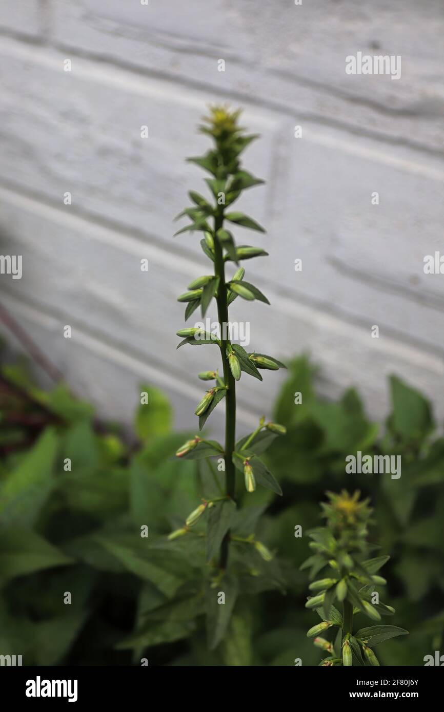Vertical of creeping bellflower stems with unopen buds Stock Photo