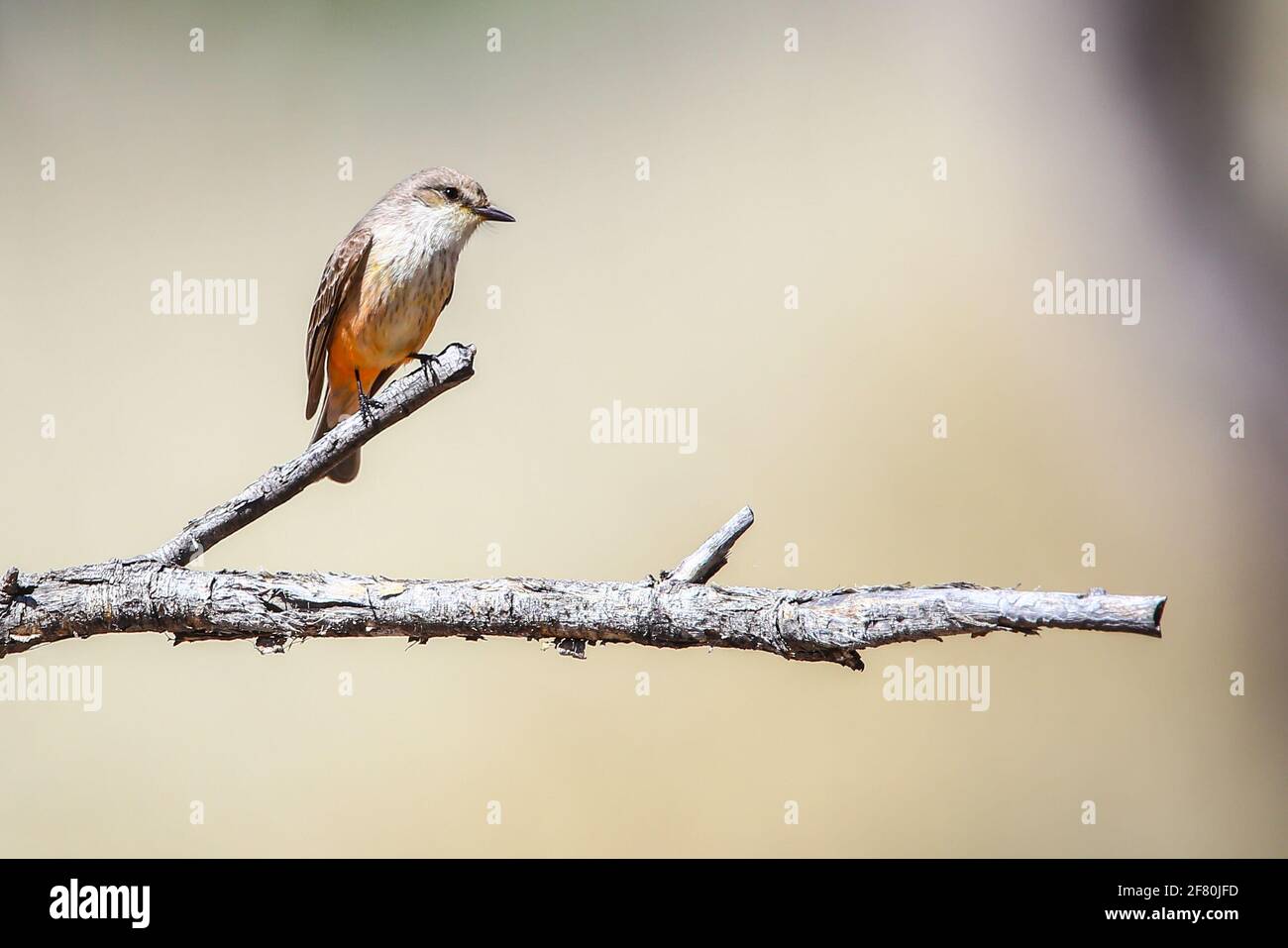 Little Cardinal Flycatcher, Little Cardinal. .San Pedro River Basin  Mosquero Cardenalito, Cardenalita.  .Cuenca del Rio San Pedro Stock Photo