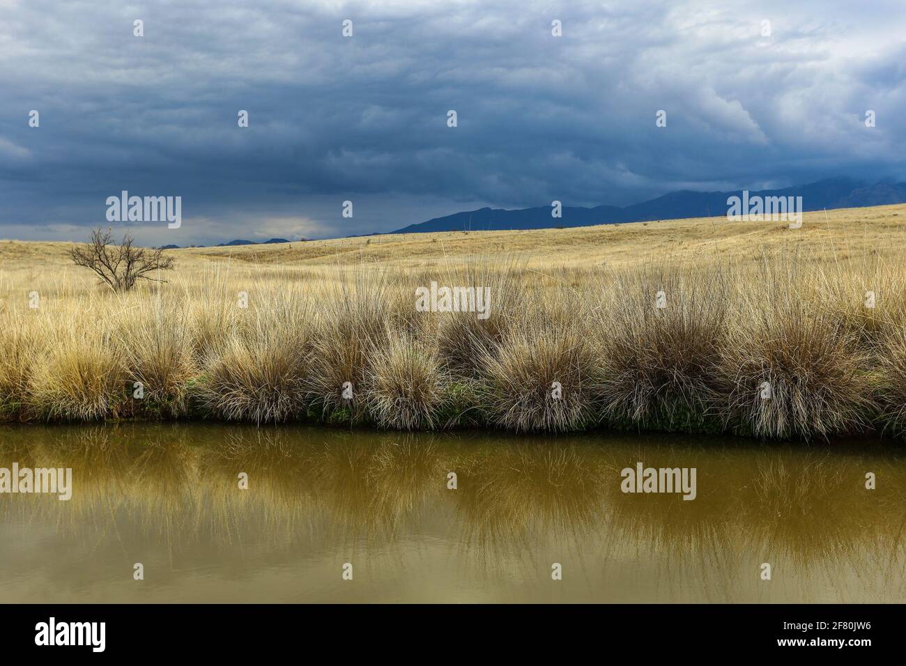 Golden landscape of native grassland ecosystem, dam on a day with clouds in  Los Fresnos ranch and the San Pedro River basin that has great biodiversity  of flora and fauna in the