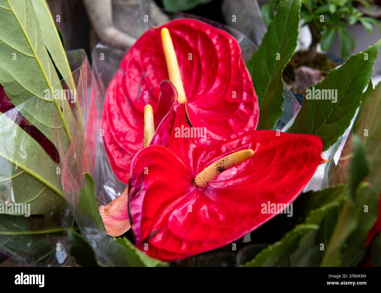plant with large red leaves with yellow middle in summer Stock Photo