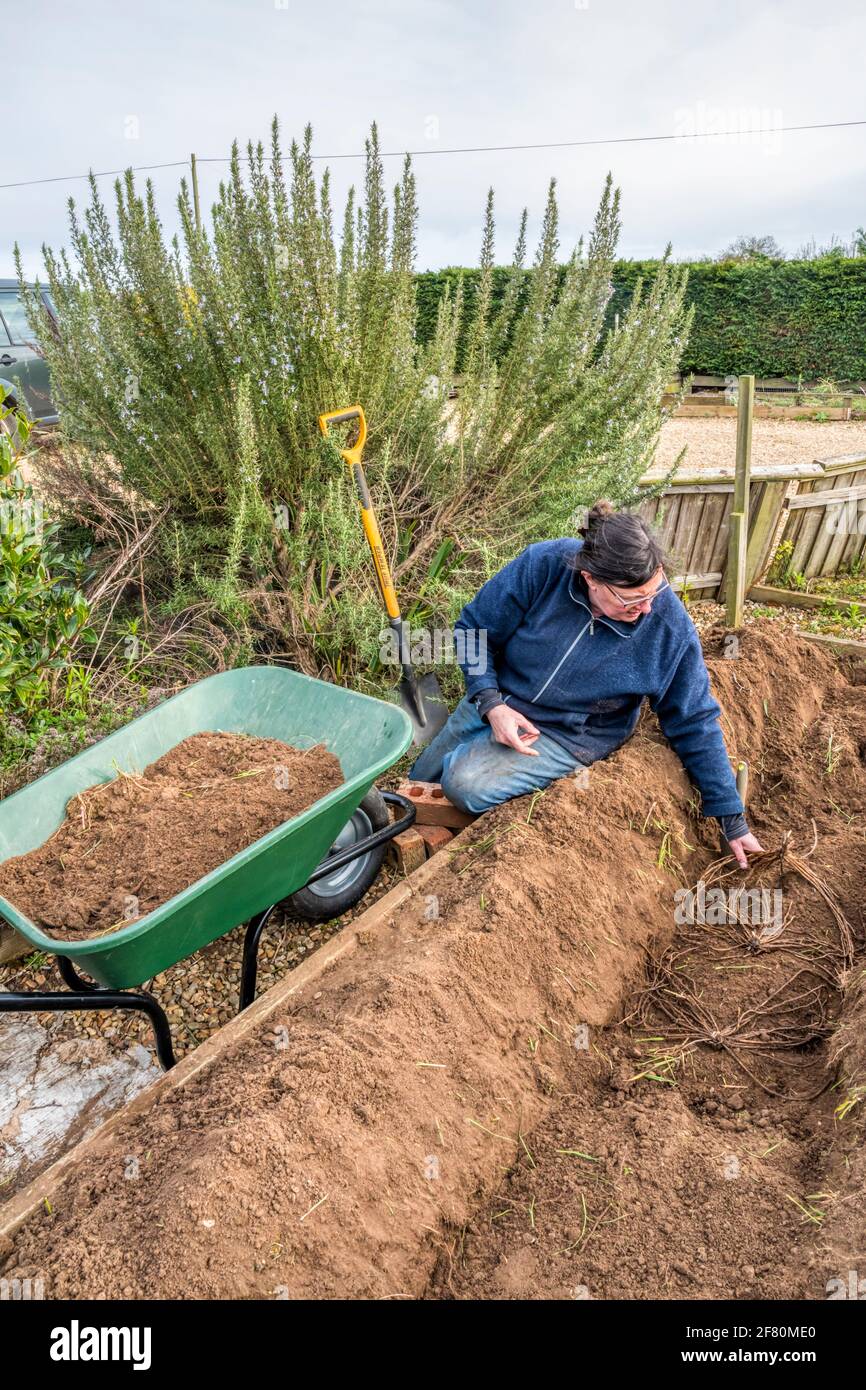 Woman planting crowns of Asparagus 'Gijnlim' in a trench in a Norfolk