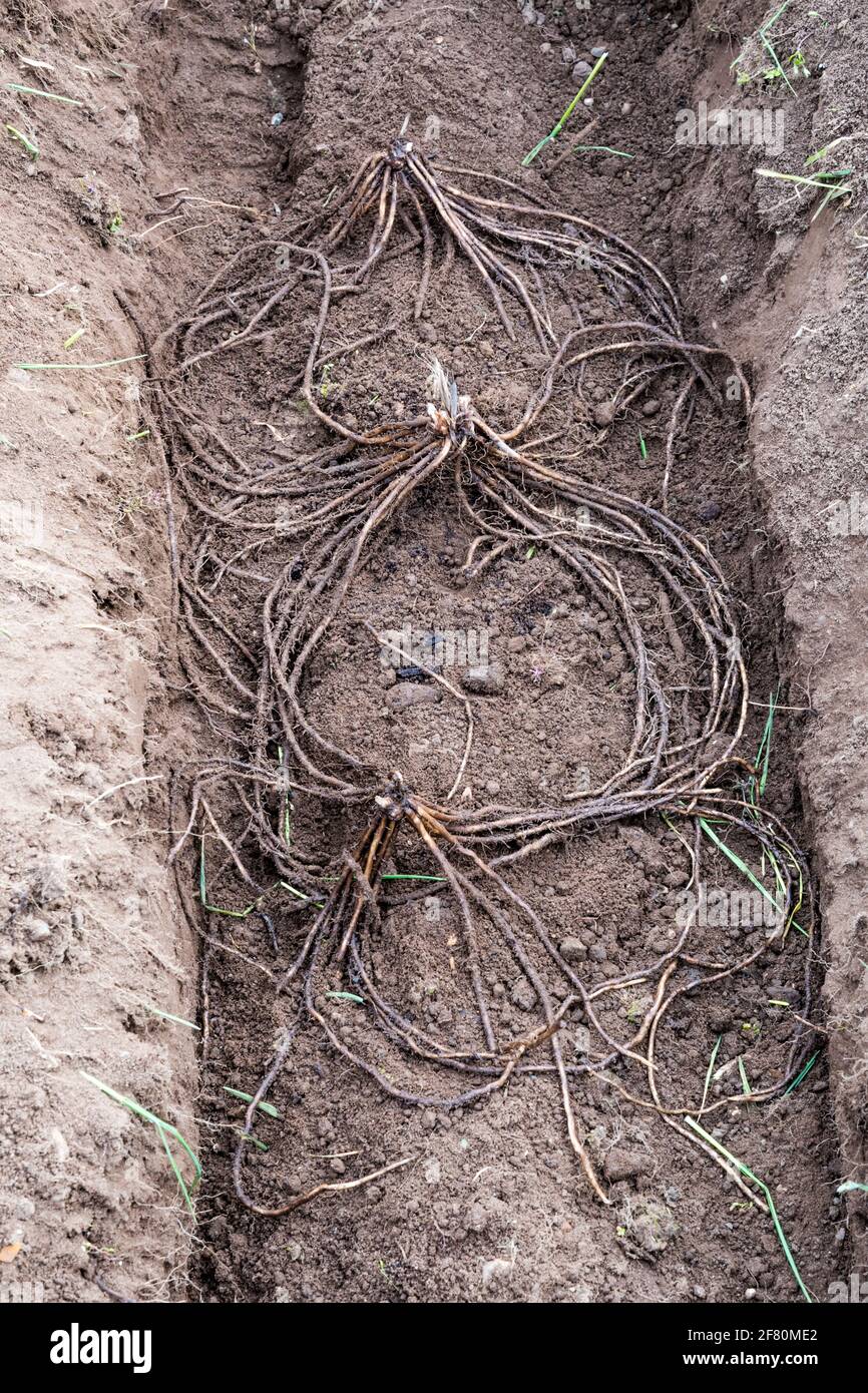 Crowns of Asparagus 'Gijnlim' in a trench in a Norfolk garden before