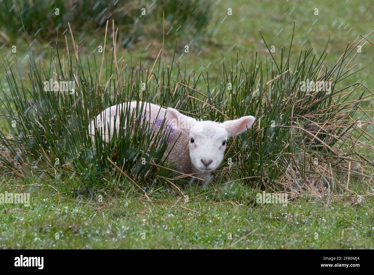 Gartness, Stirling, Scotland, UK. 10th Apr, 2021. UK weather - a lamb tucked in long grass during a late afternoon hail storm, with snow and temperatures below freezing forecast overnight Credit: Kay Roxby/Alamy Live News Stock Photo