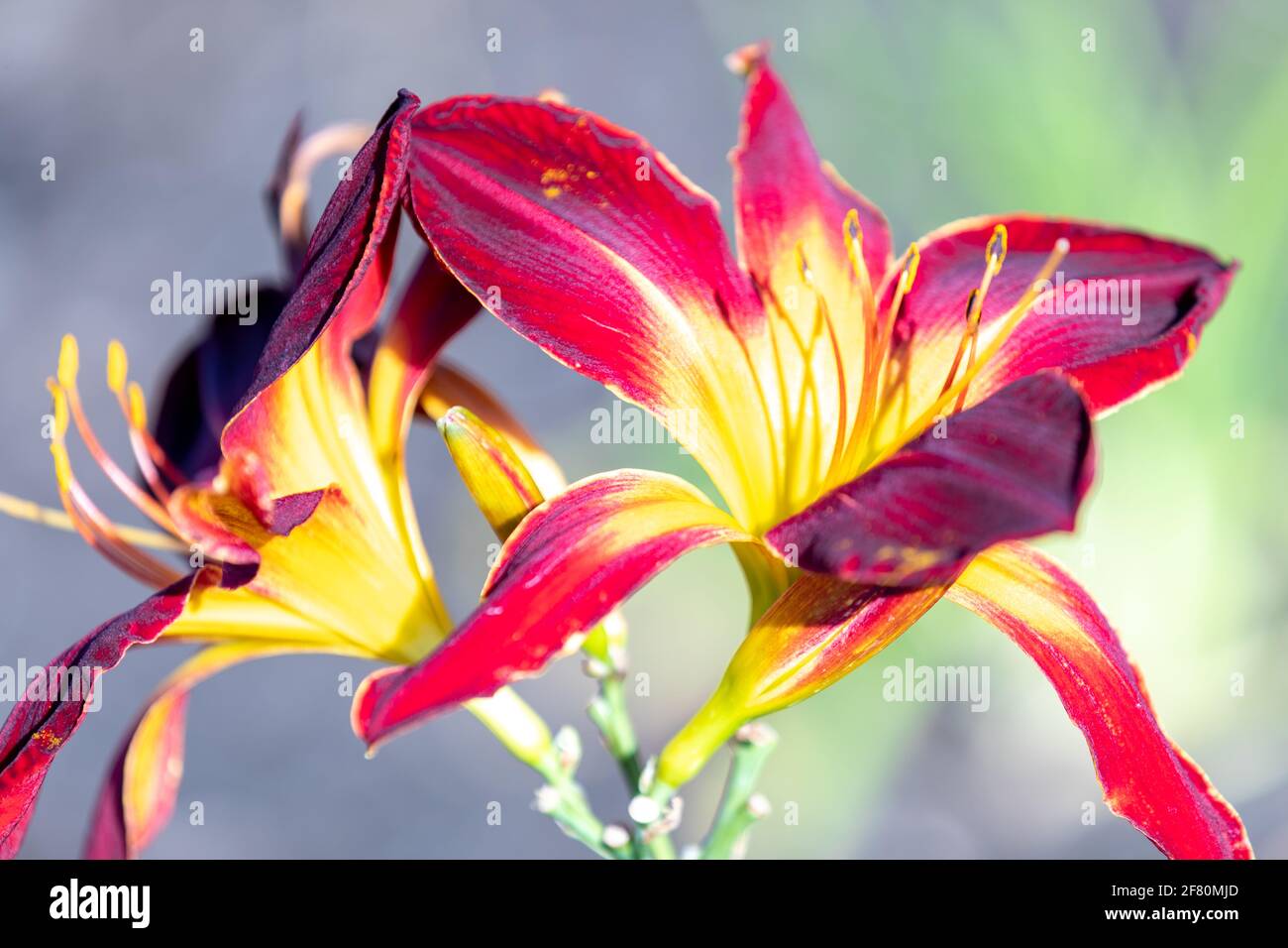 bell shaped red and yellow flower under the sun light in summer Stock Photo