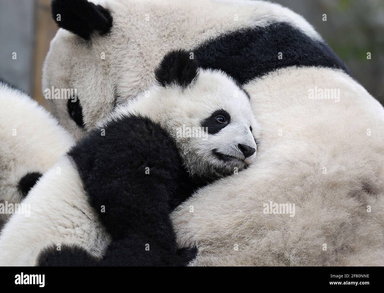 Panda baby mother hires stock photography and images Alamy