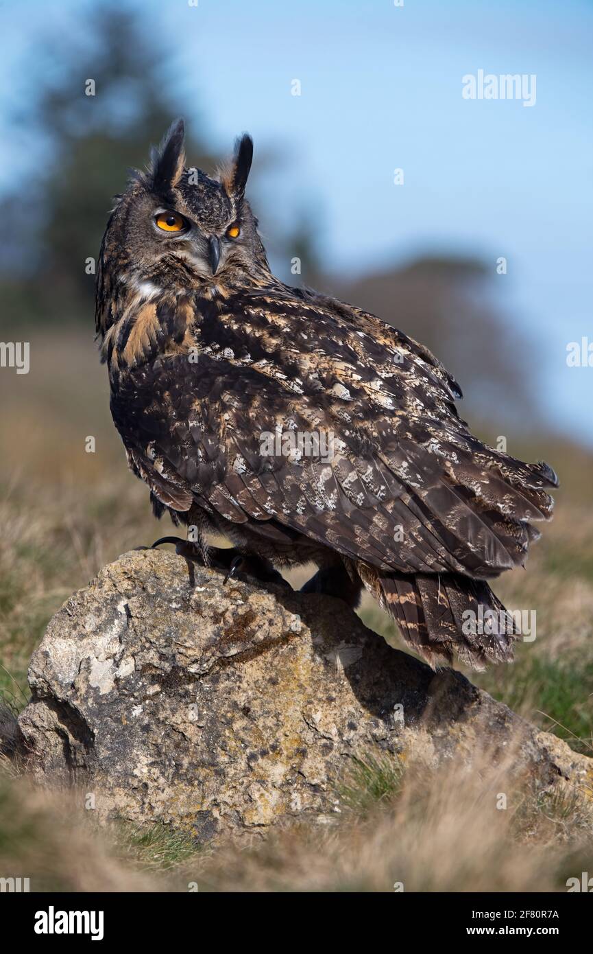 Eurasian Eagle-owl (Bubo bubo) perched on a lichen covered rock Stock Photo