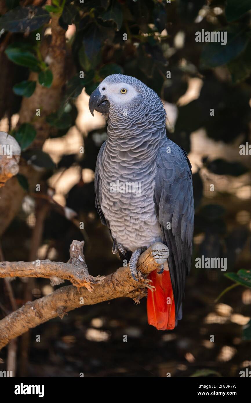 Perroquet gris du gabon hi-res stock photography and images - Alamy