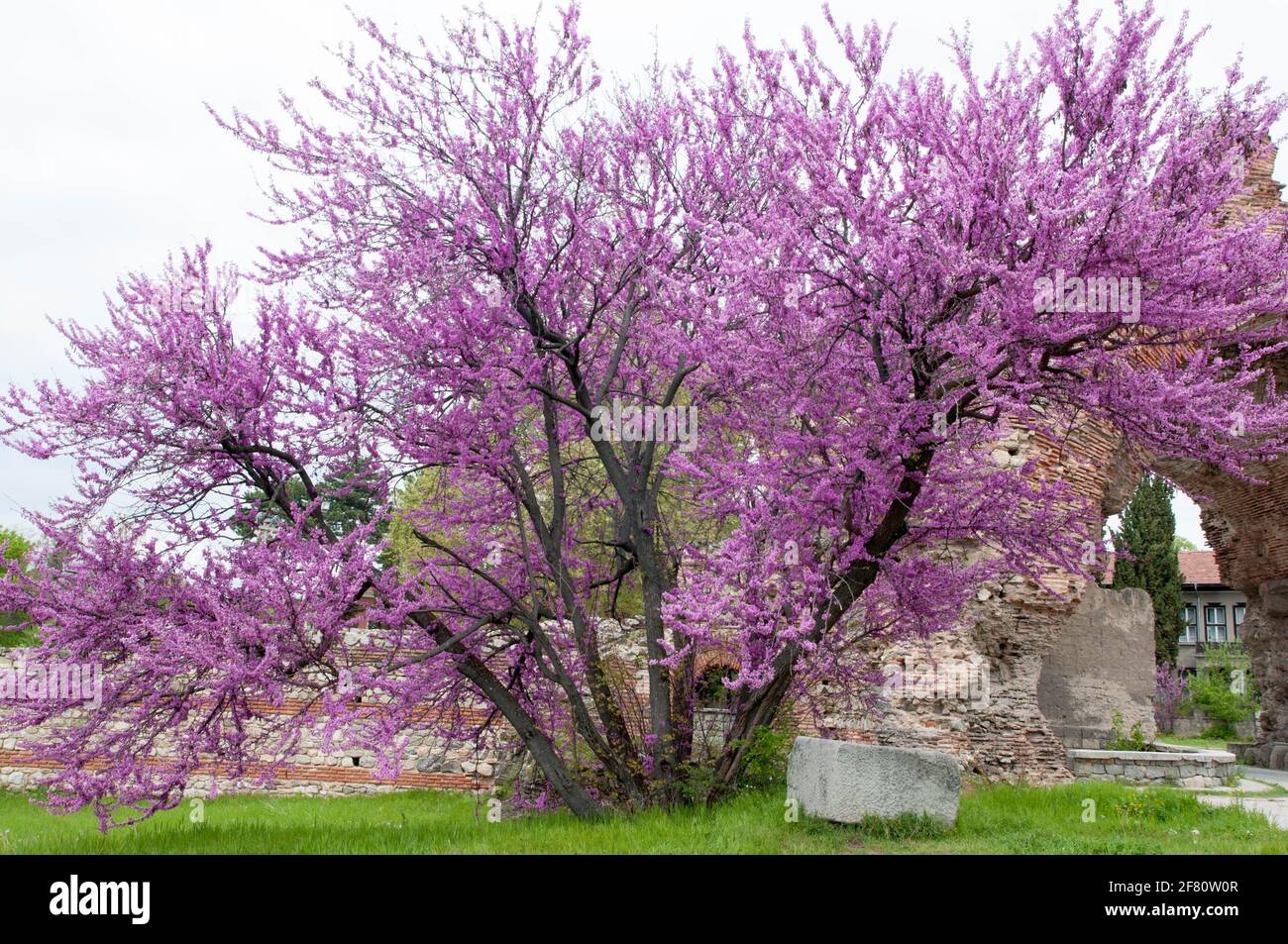 Pink blossoming tree in Hisarya, Bulgaria Stock Photo