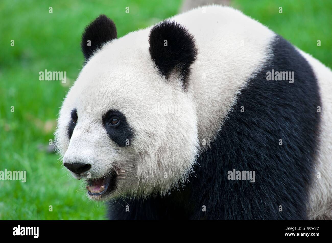 Adult giant panda bear Stock Photo