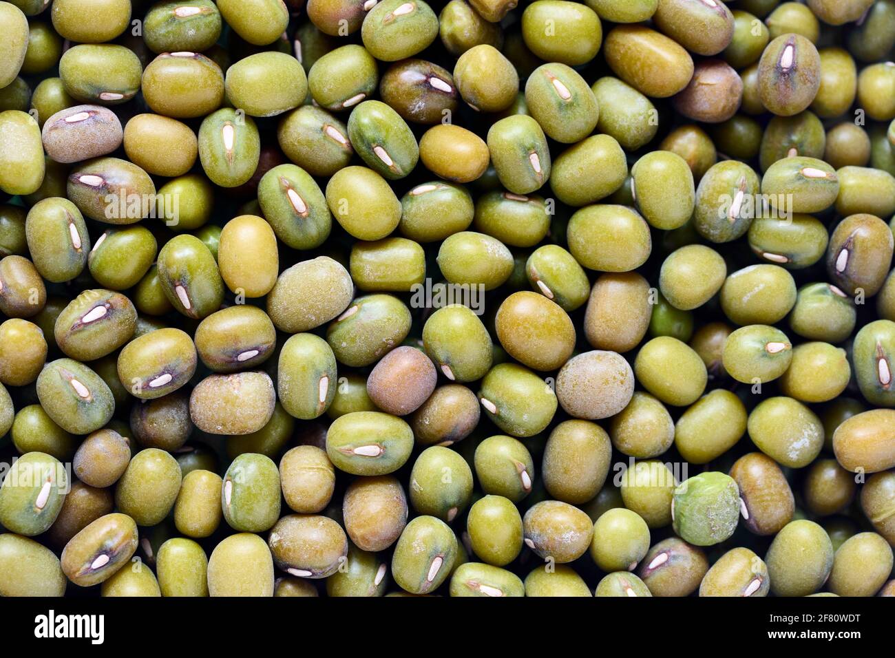 Mung Bean Known As Green Gram Maash Moong Monggo Or Munggo Plant Species In Legume Family Cultivated In East Asia Southeast Asia And Indian Stock Photo Alamy