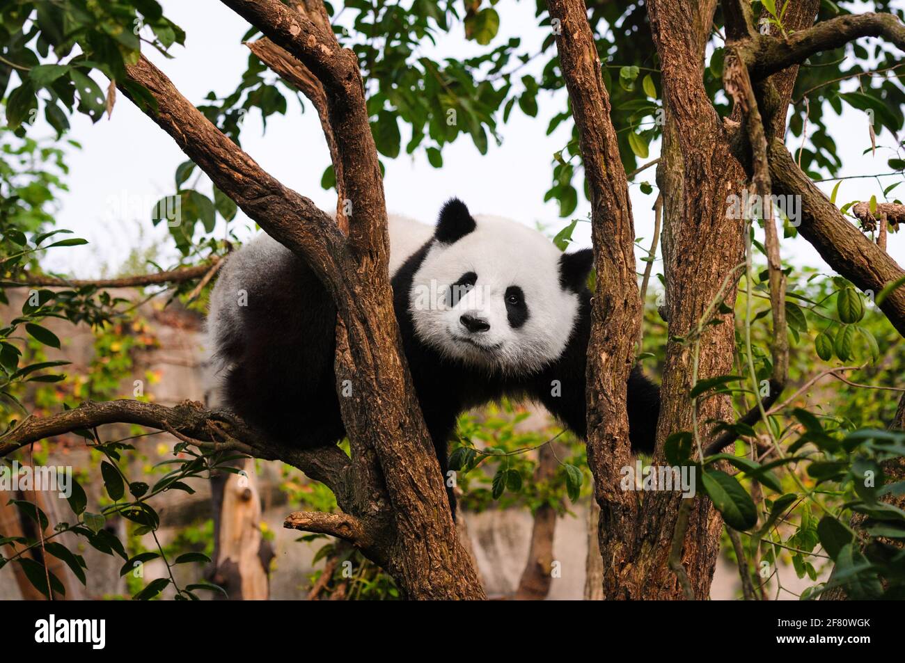 Giant panda bear in tree Stock Photo - Alamy