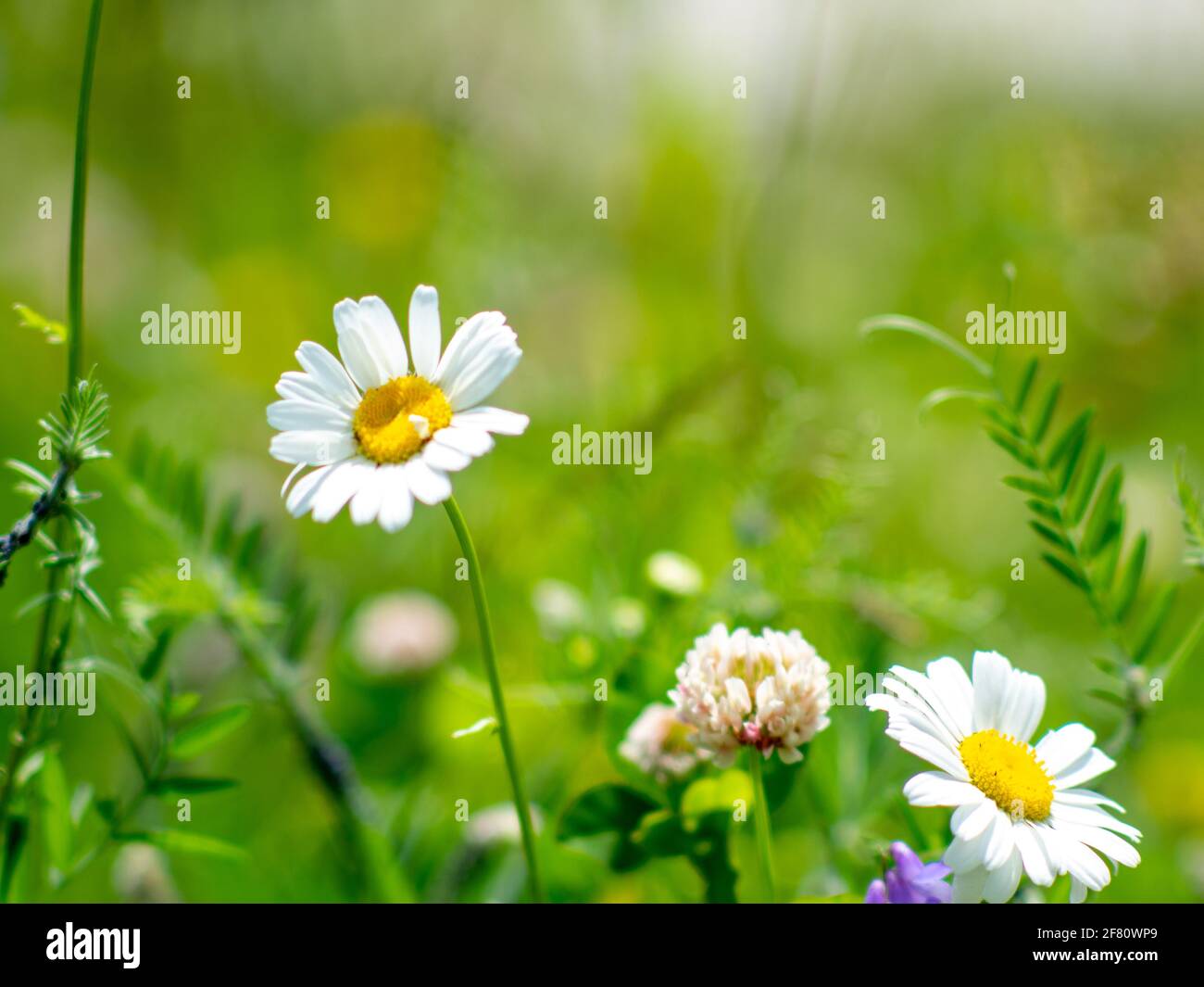 White flowers on tall stem in summer with green grass and sun light Stock Photo