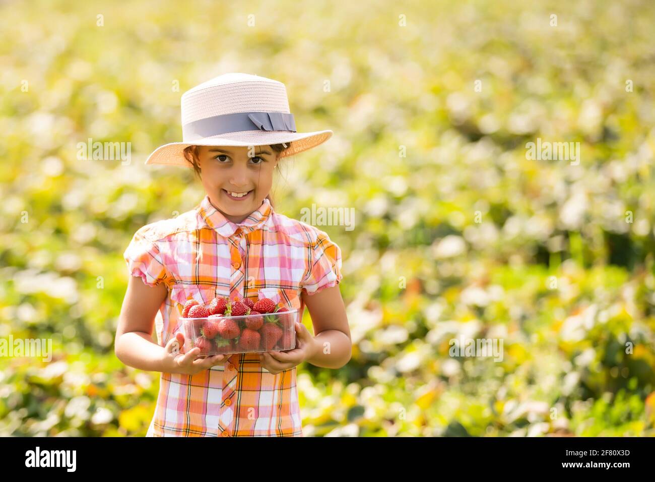 little girl picking strawberries in the field Stock Photo - Alamy