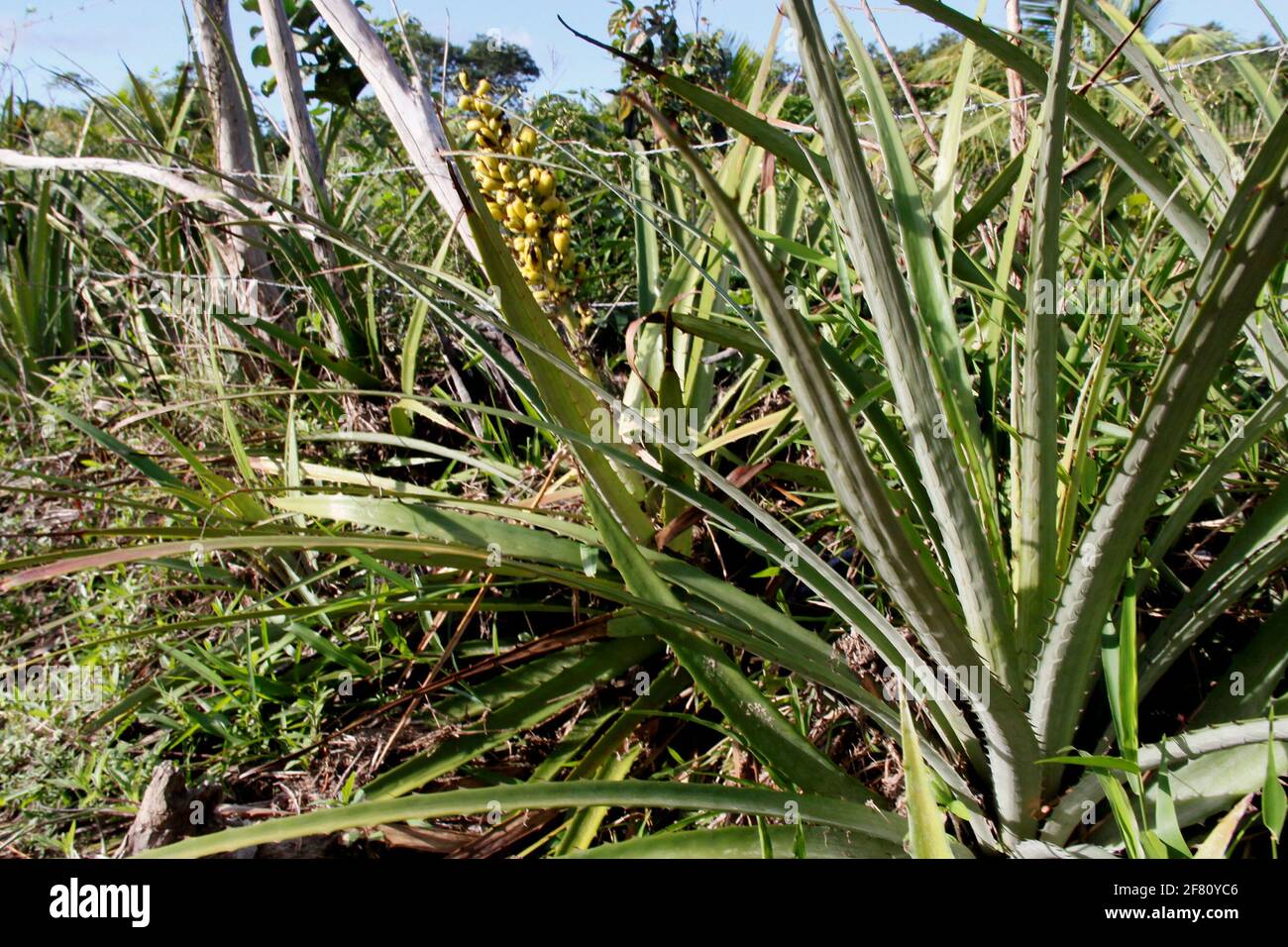 conde, bahia / brazil - june 14,2013: bromelia macambira, plant that pusssui espeinho is seen in the city of Conde. *** Local Caption ***  . Stock Photo