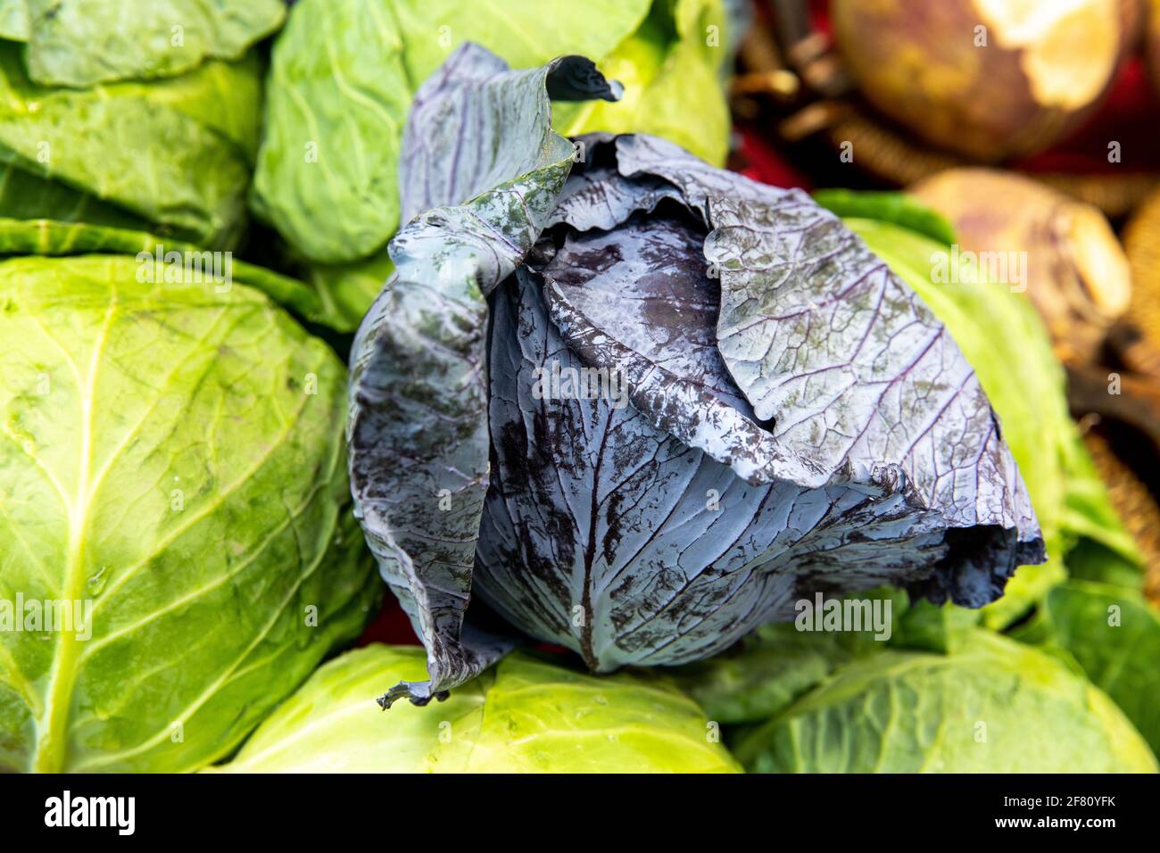 red cabbage on top of a pile of green cabbage at the local market Stock Photo
